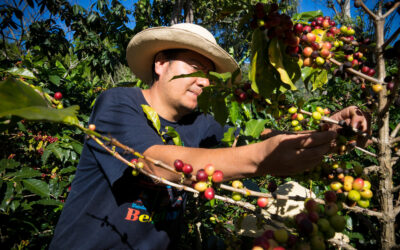 Fermeture estivale de Kaffa pour visite de producteurs