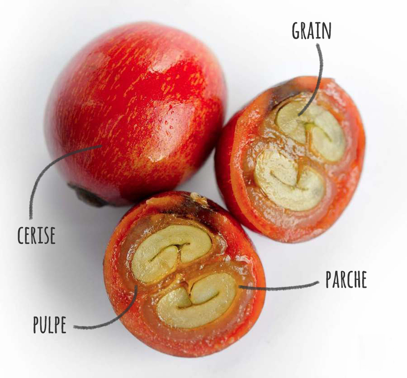 Parche ou pulpe<br />
