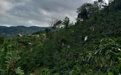 La production de café en Colombie, chez Argote
