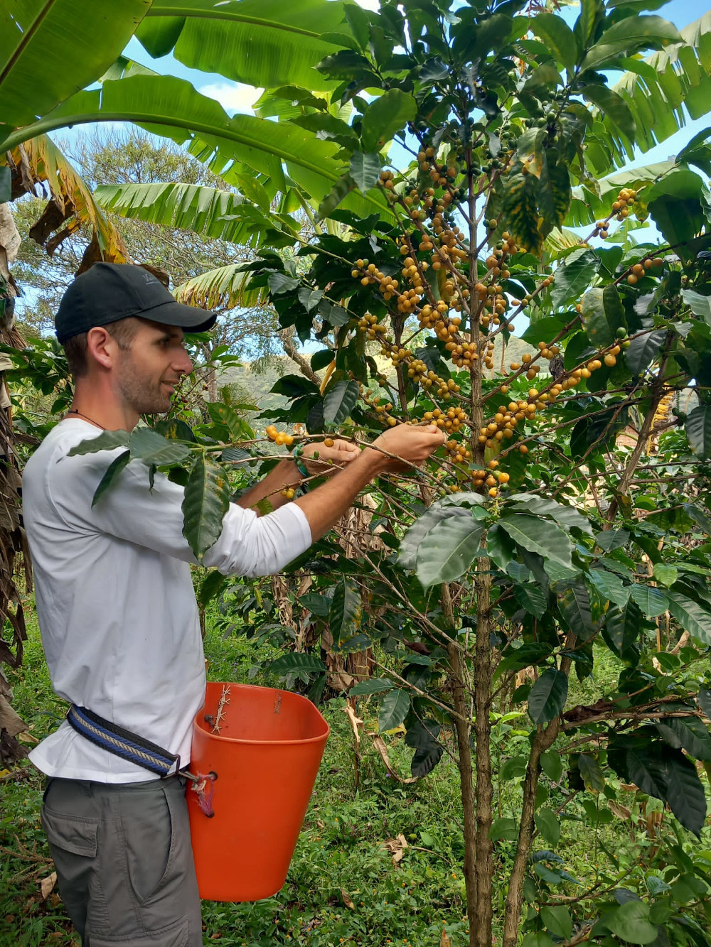 Cueillette de café en Colombie