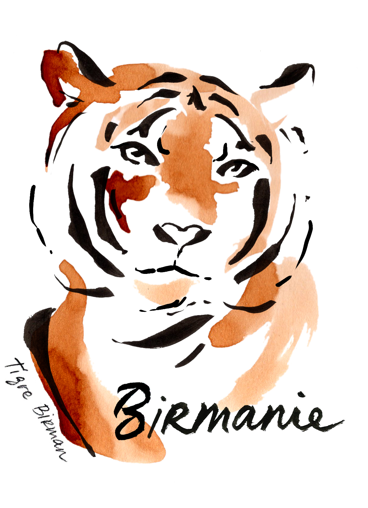 Café de spécialité du Brésil