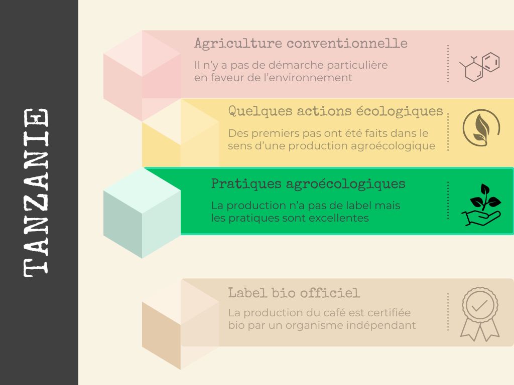 Café de Tanzanie