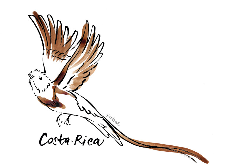 Café de spécialité du Brésil