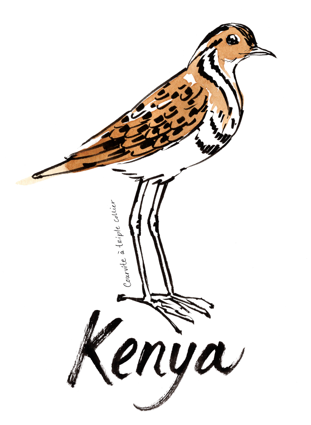 illustration du café de spécialité du kenya