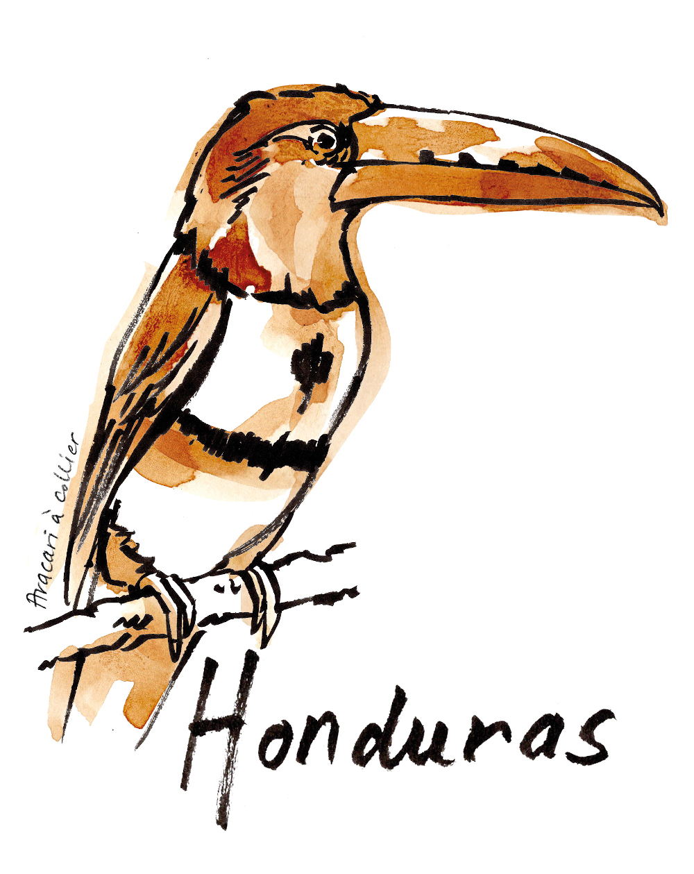 illustration café spécialité honduras